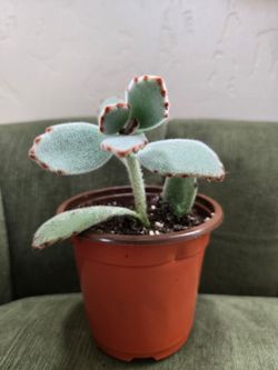 Panda Plant (Succulent)