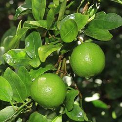 Grafted Dwarf Méxican Lime Trees 😃😃🌿🌿🌿🌿🌿