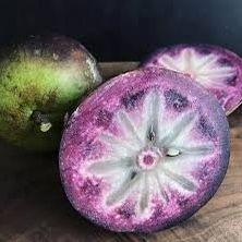 Purple Star Apple Plant 