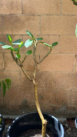 Potted White Plumeria