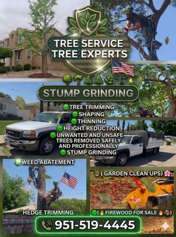 Trees🌳🌴🌲