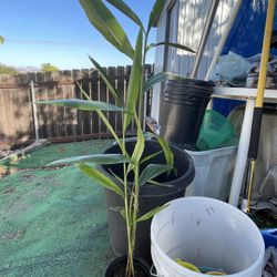 Turmeric Plants