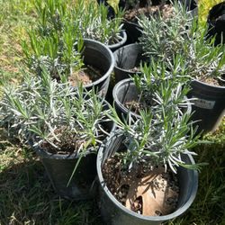Lavender plants