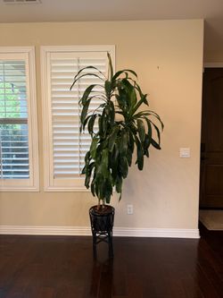 Dracaena Lisa Cane plant 72inches (180cm) , in Carmel Valley