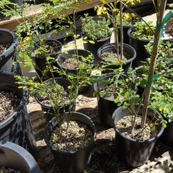 Moringa Plant One Gallon Pot $15 Each