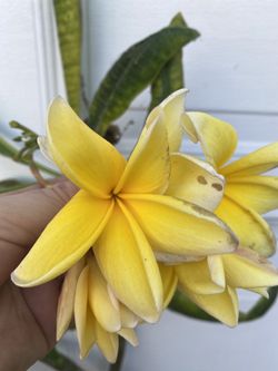 Plumeria Yellow Frangipani Fresh Unrooted Cutting, With Fragrant Flowers Pick Up In City Of Whittier