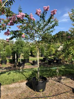 Crape Myrtle Single Trunk