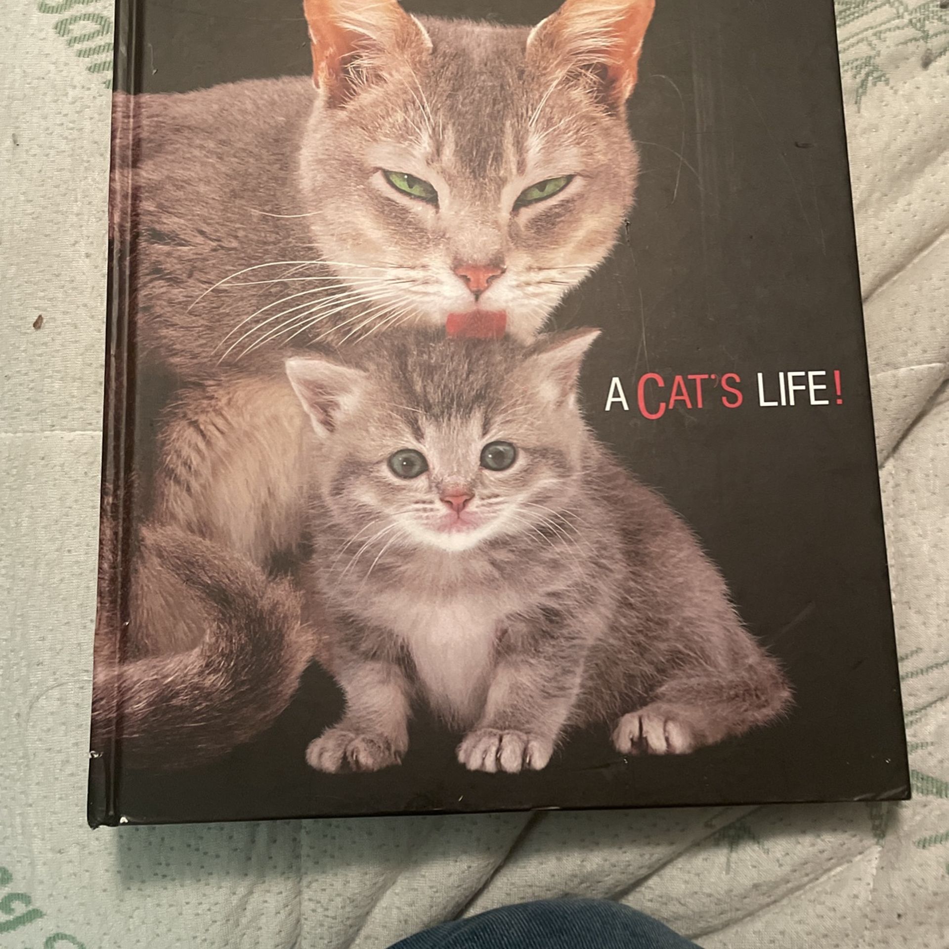 A Cats Life Book By Jane Burton Table Book 20.00