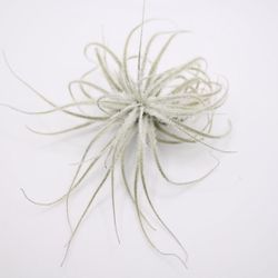 Air Plants