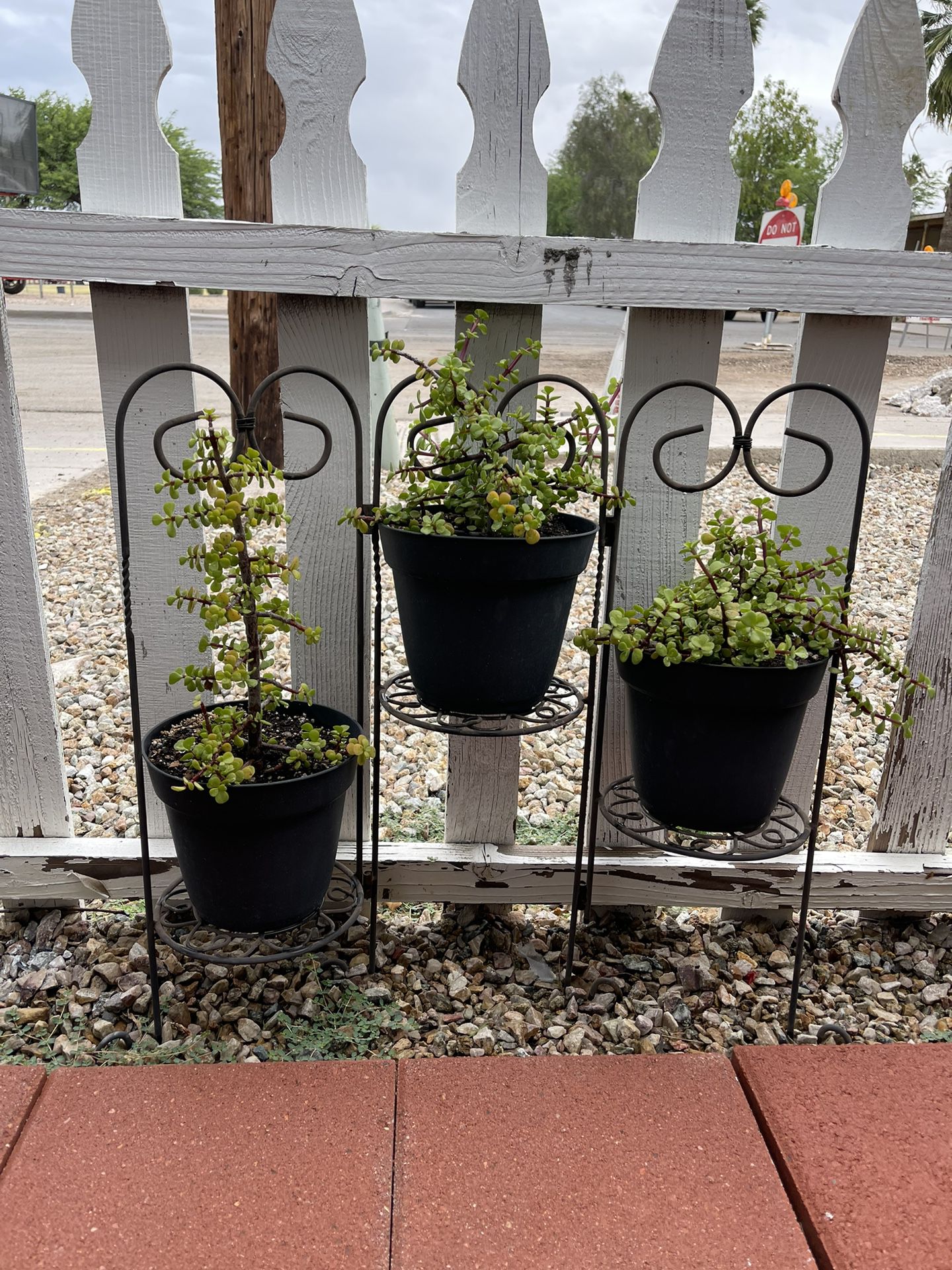 Plant Stand & 3 Plants