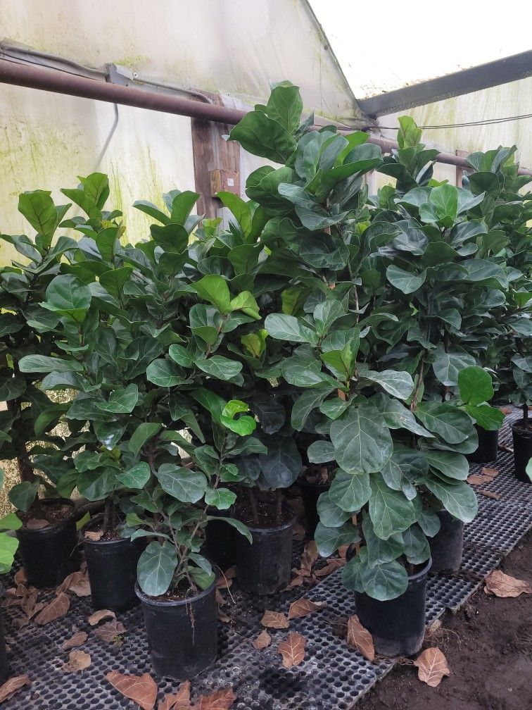 Ficus Lirata