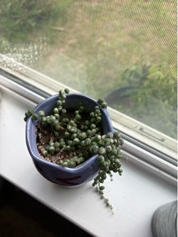 String of pearls