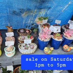 PLANTS AND SUCCULENTS FOR SALE IN SAN LORENZO