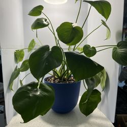 Live Plant Monstera Deliciosa Large 
