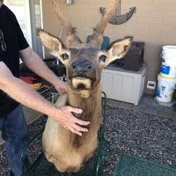 Large Elk Shoulder Mount 