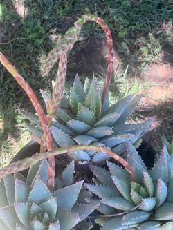 Sea blue crocodile plant from the aloe family