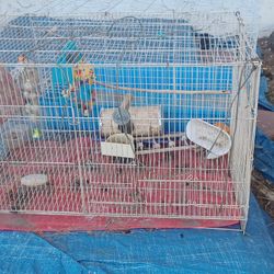 Bird Cage