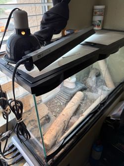 40 gallon tank