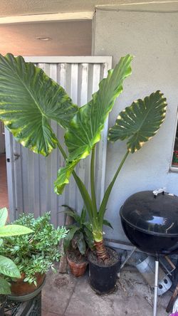Elephant ear/ Taro plant