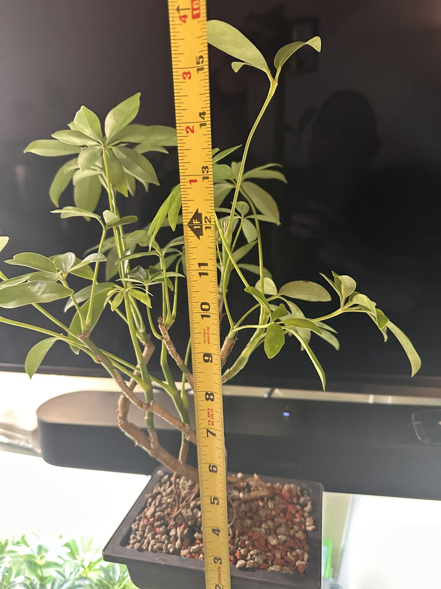 Hawaiian Umbrella Bonsai
