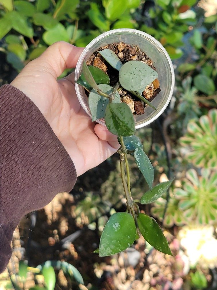 Hoya Krohniana Silver