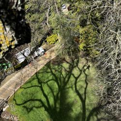 Tree Work