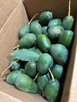 Organic Mexican avocados 🥑 read description