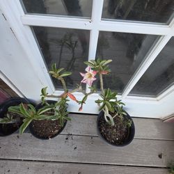 Rosa Del Desierto 1gallon 