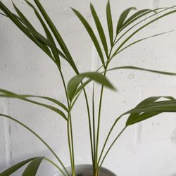 Areca Palm Plant & Planter 10$