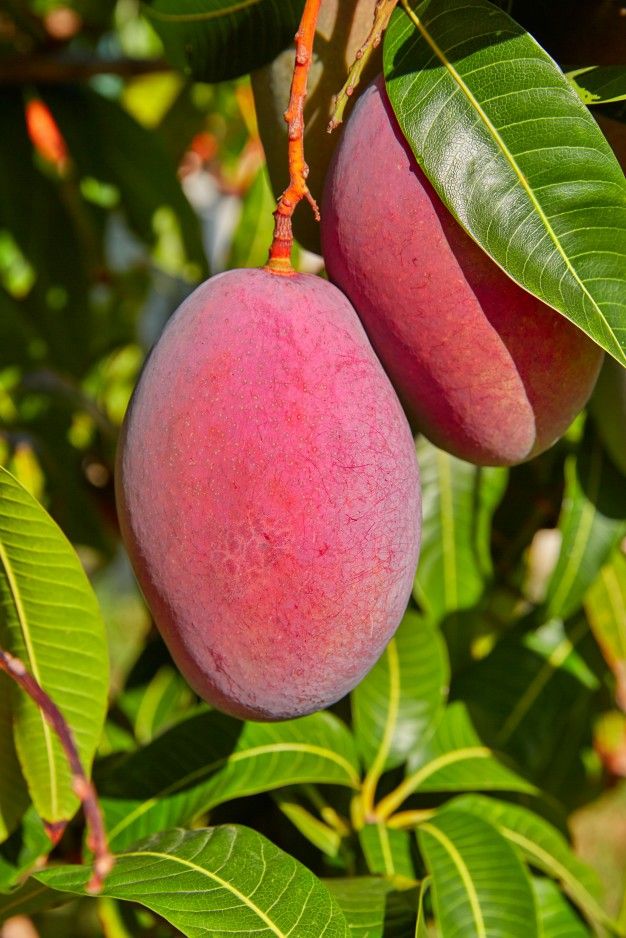 Petacon mango plants