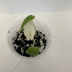Alocasia Scalprum MINT 