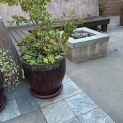 Potted Tree And Succulents