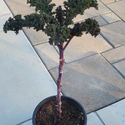 Established Kale Plant in Organic Soil 