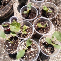 Crenshaw Melon Plants Seedlings 8$ 
