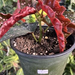 Begonia 6"