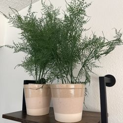 🌿 Set of 4 Faux Asparagus Ferns in Ceramic Pots – Realistic Minimalist Decor  