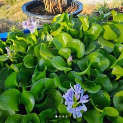 Water Plant $5 for each