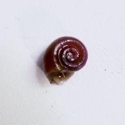 Orange Ramshorn Adult Snails