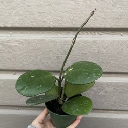 4” Hoya Obovata Splash