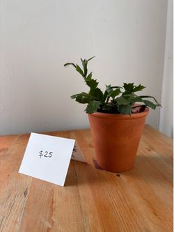 Christmas Cactus