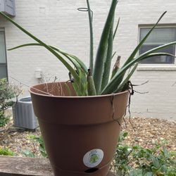 Large Pot And Aloe Vera Plant