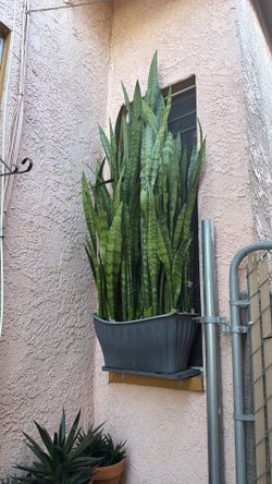 Plantas sanseveria snake plants
