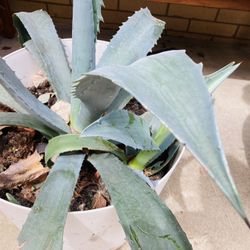 Blue American Agave Plant