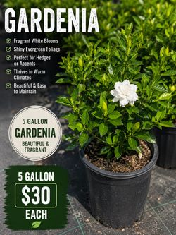 🌿 Gardenias are here! 🤍