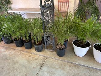 Pigmy palms15$ each