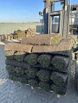 Sod, Tall Fescue