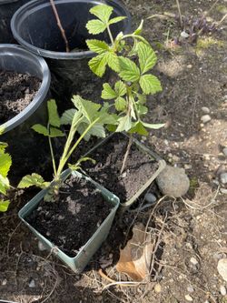 Cascade Raspberry Starts - $1 to $7