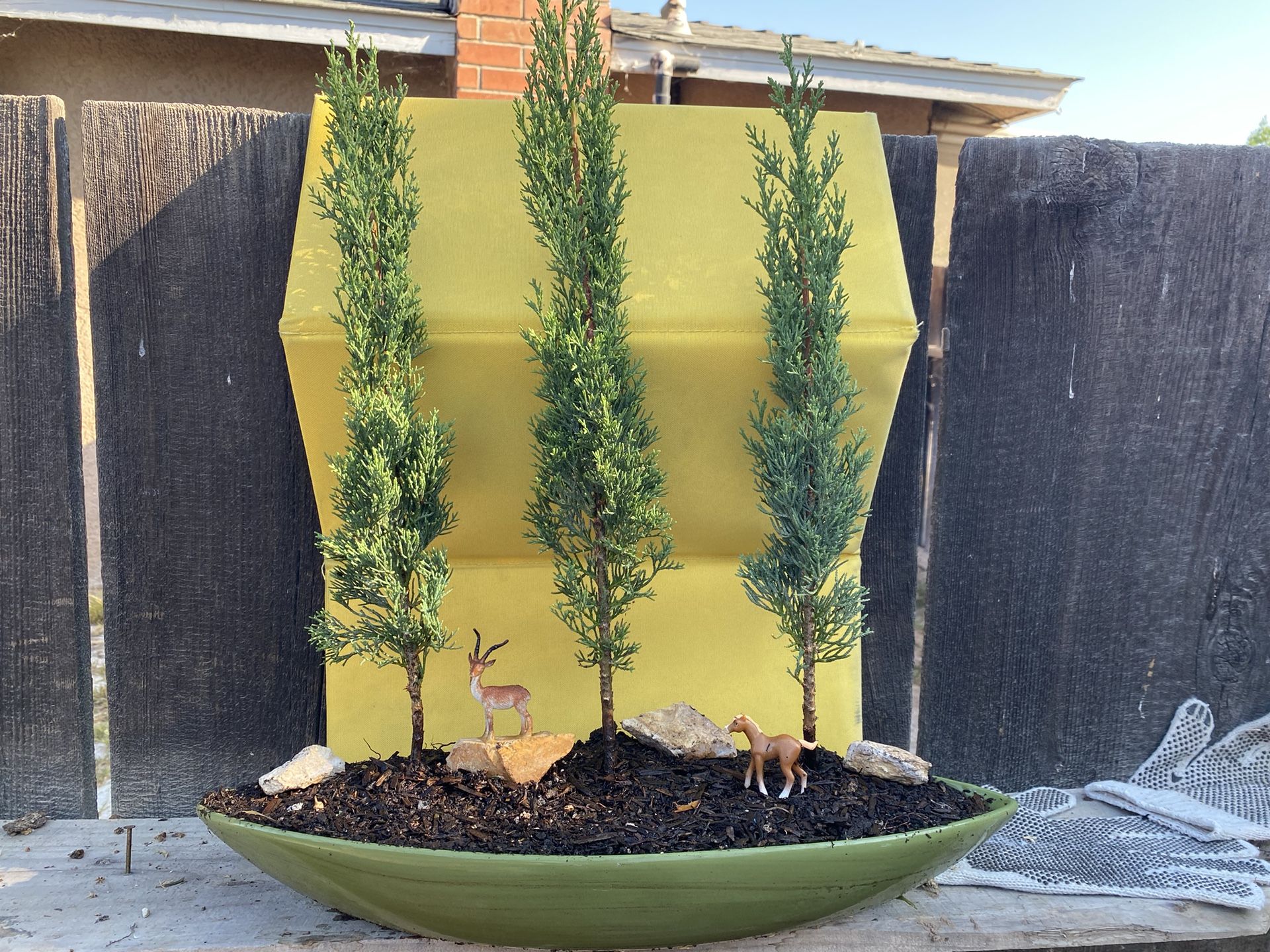 Bonsai, Italian Cyprus I Saw Forest Style $110