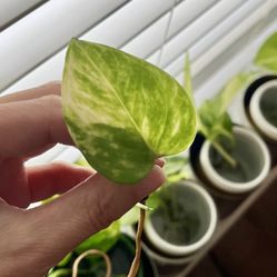 Golden Pothos