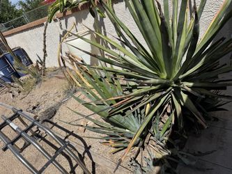 Free plants cactus must remove